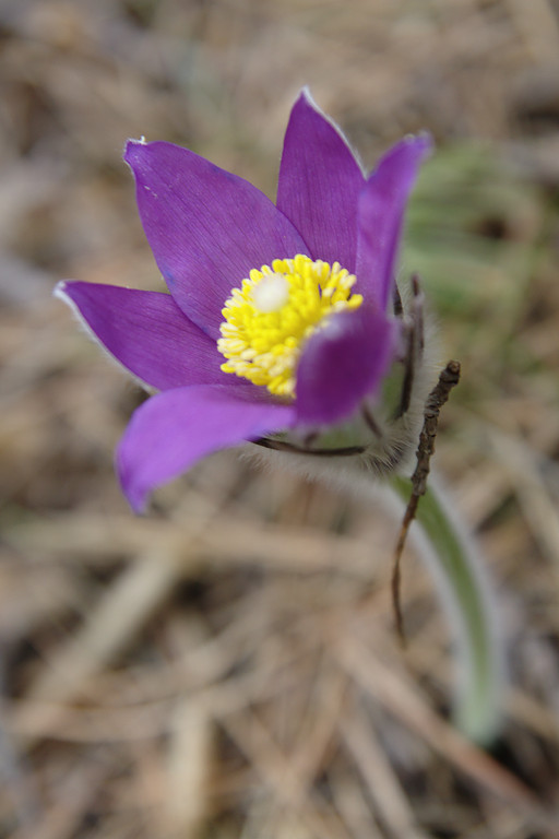  , - (Pulsatilla patens).  #0008