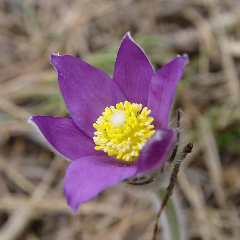  , - (Pulsatilla patens).  #0009