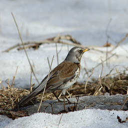 - (Turdus pilaris).  #0010