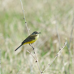  ()  (Motacilla flava lutea). .  #0033