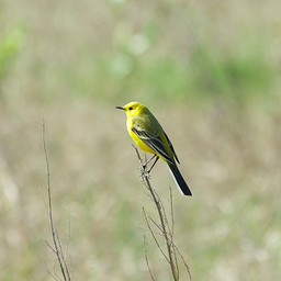  ()  (Motacilla flava lutea). .  #0034