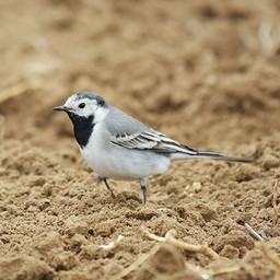   (Motacilla alba).  .  #0035