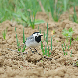   (Motacilla alba). .  #0036