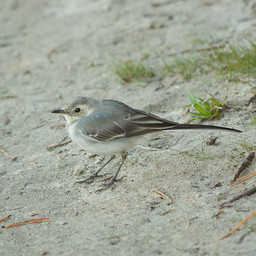   (Motacilla alba). .  #0037