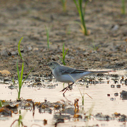   (Motacilla alba). .  #0038