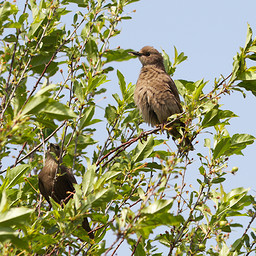   (Sturnus vulgaris). .  #0039