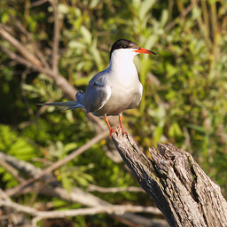  ()  (Sterna hirundo).  #0046