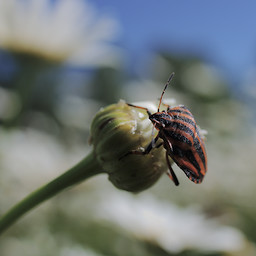  ,   (Graphosoma lineatum).  #0050