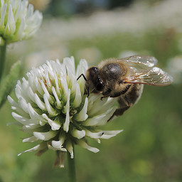   (Apis mellifera).  #0051