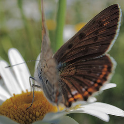   (Lycaena dispar).  #0052