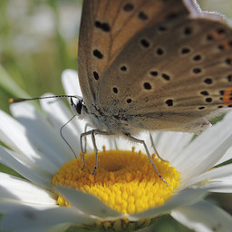   (Lycaena dispar).  #0053