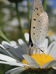   (Lycaena dispar).  #0054