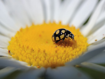  (Coccinula quatuordecimpustulata).  #0055