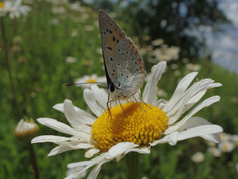   (Lycaena dispar).  #0063