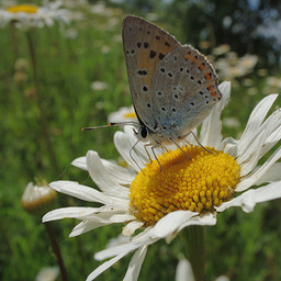   (Lycaena dispar).  #0064