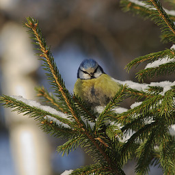  (Parus caeruleus).  #0067