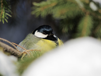   (Parus major).  #0068