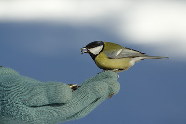   (Parus major).  #0071