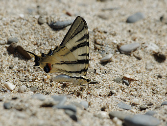  (Iphiclides Podalirius).  #0080