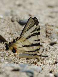  (Iphiclides Podalirius).  #0081