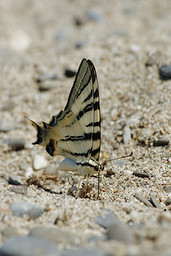  (Iphiclides Podalirius).  #0082