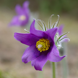  , - (Pulsatilla patens).  #0005