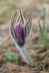  , - (Pulsatilla patens).  #0006