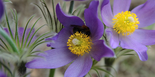  , - (Pulsatilla patens).  #0007