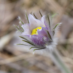  , - (Pulsatilla patens).  #0010